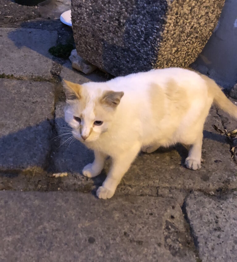 Kimba